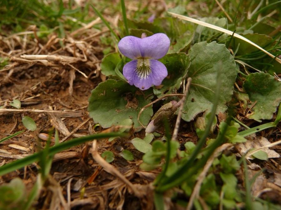 A wild violet growing in Glenford, N.Y.