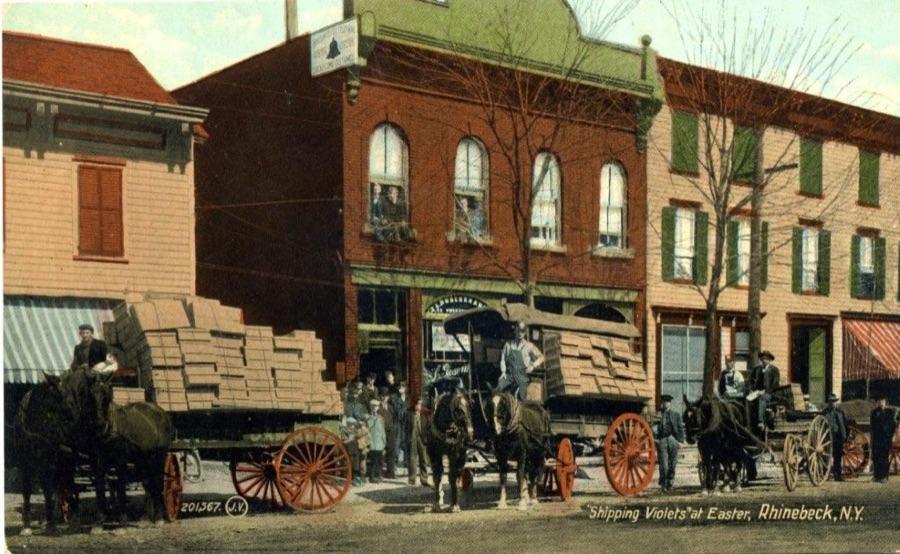 Horse-drawn carts loaded with violet crates in downtown Rhinebeck, N.Y.